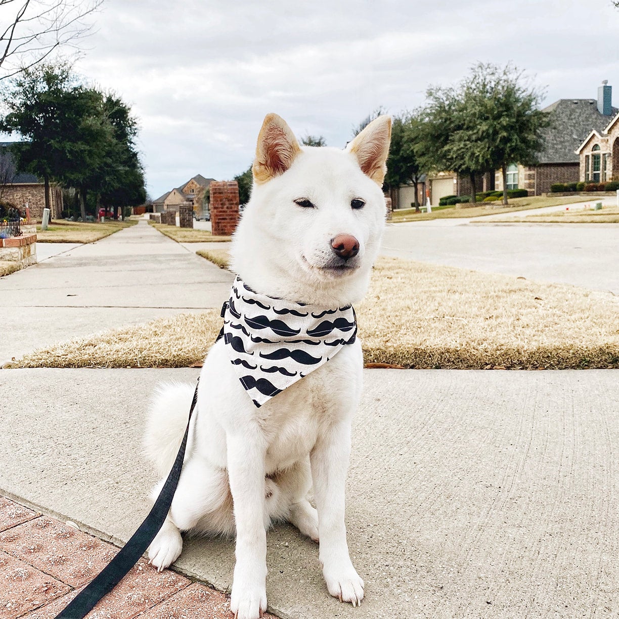 Mustache clearance dog collar